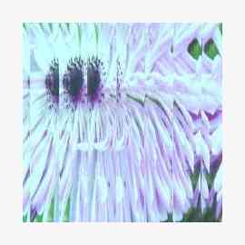 flutes